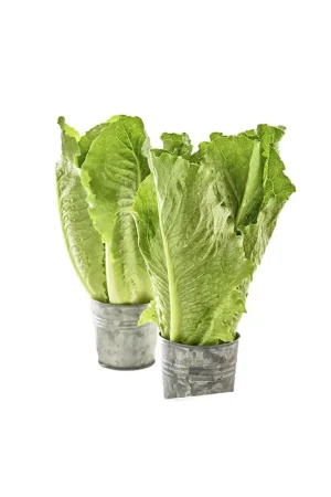 Compra Online Lechuga romana ecológica Veggies x 150 gr