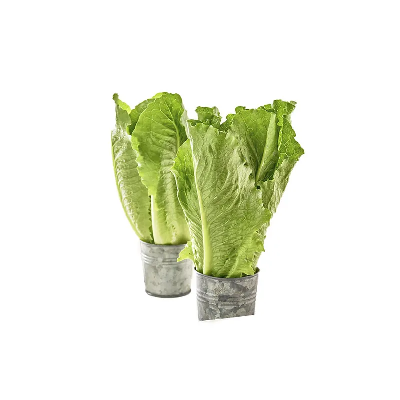 Compra Online Lechuga romana ecológica Veggies x 150 gr