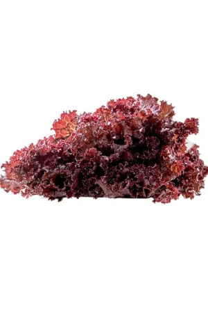 Certificato Lechuga morada crespa x 200gr