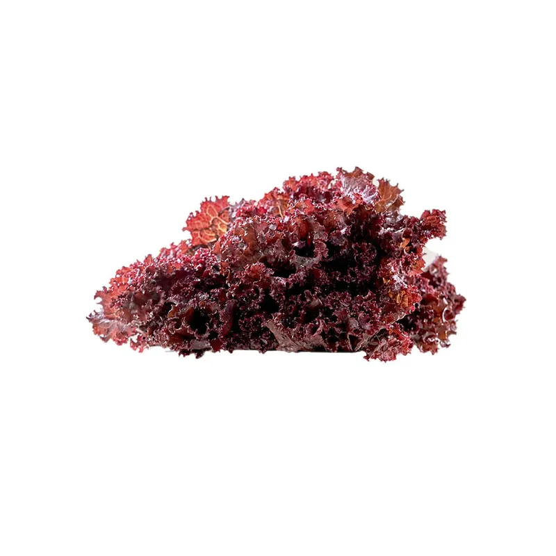 Certificato Lechuga morada crespa x 200gr