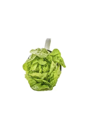Cogollo europeo x 250gr Pagamento Sicuro