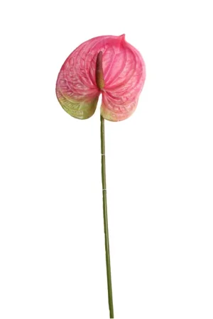 Anturio Gio Home Rosado 65 cm Originale