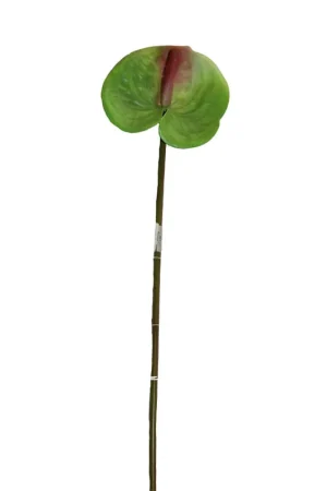 Anturio Gio Home Verde 65 cm Ordina Subito