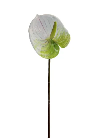 Anturio Gio Home Blanco 65 cm Sconto