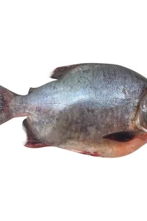 Cachama x 500g Acquista Ora