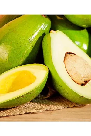 Aguacate injerto x 500 gr Più Venduto