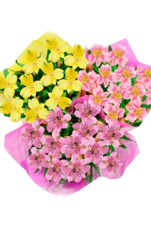 Alstroemeria 2 Must-Have